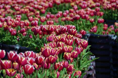 "Tulips of Blue Messe Akita", Katagami City, Akita Prefecture Japanの写真素材
