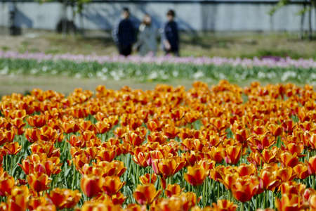 "Tulips of Blue Messe Akita", Katagami City, Akita Prefecture Japanの写真素材