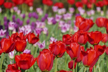 "Tulips of Blue Messe Akita", Katagami City, Akita Prefecture Japanの写真素材