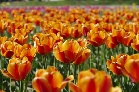 "Tulips of Blue Messe Akita", Katagami City, Akita Prefecture Japanの写真素材