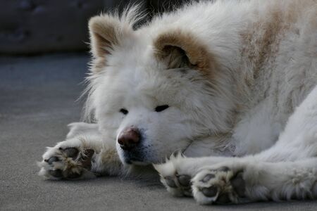 Dog's name is Wasao Ajigasawa town Aomori Prefecture Japanの写真素材