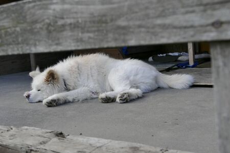 Dog's name is Wasao Ajigasawa town Aomori Prefecture Japanの写真素材