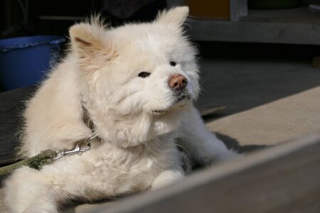 Dog's name is Wasao Ajigasawa town Aomori Prefecture Japanの写真素材