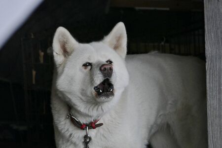 Dog's name is Tubaki Ajigasawa town Aomori Prefecture Japan