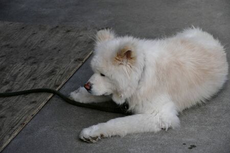 Dog's name is Wasao Ajigasawa town Aomori Prefecture Japan