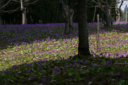 The name of the flower is katakuri" Senboku City Akita Prefecture Japanの写真素材