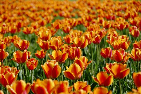 "Tulips of Blue Messe Akita", Katagami City, Akita Prefecture Japanの写真素材