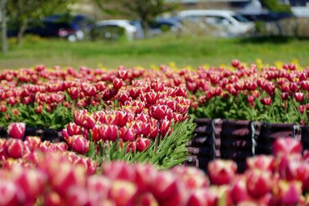 "Tulips of Blue Messe Akita", Katagami City, Akita Prefecture Japanの写真素材