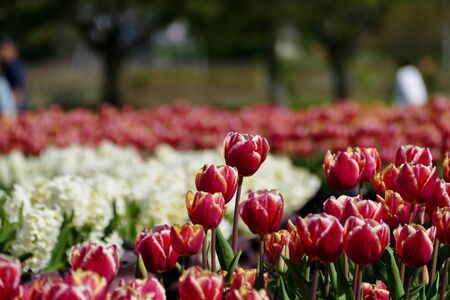 "Tulips of Blue Messe Akita", Katagami City, Akita Prefecture Japanの写真素材