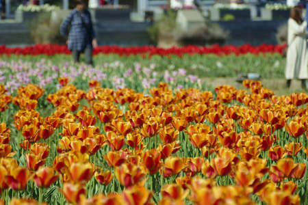 "Tulips of Blue Messe Akita", Katagami City, Akita Prefecture Japanの写真素材