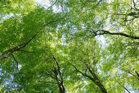 Juni Lake of Fresh Green, Fukaura Town, Aomori Prefecture Japan