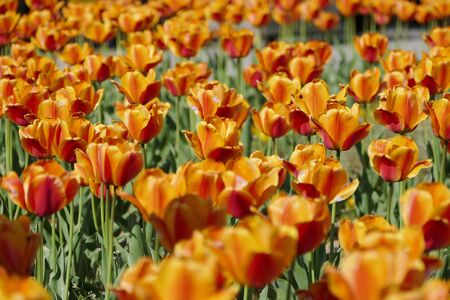 "Tulips of Blue Messe Akita", Katagami City, Akita Prefecture Japanの写真素材