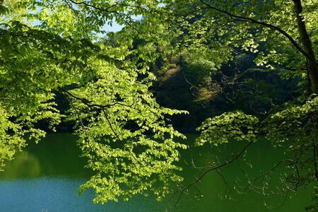 "Juni Lake of Fresh Green", Fukaura Town, Aomori Prefecture Japanの写真素材