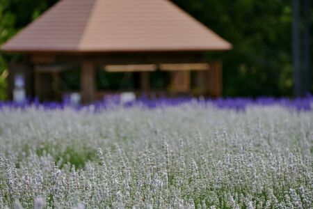 "Lavender Garden in Misato Town", Misato Town, Akita Prefecture Japanの写真素材
