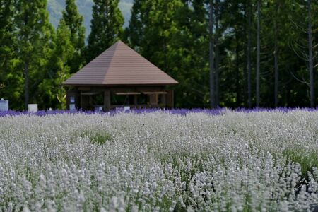 "Lavender Garden in Misato Town", Misato Town, Akita Prefecture Japanの写真素材