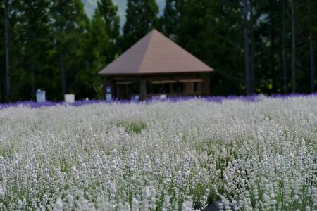 "Lavender Garden in Misato Town", Misato Town, Akita Prefecture Japanの写真素材