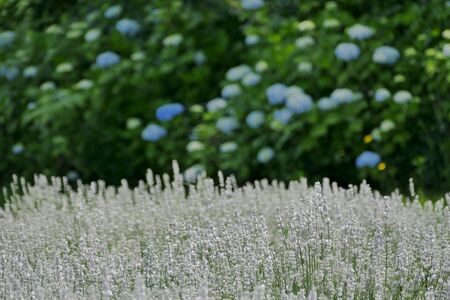 "Lavender Garden in Misato Town", Misato Town, Akita Prefecture Japanの写真素材