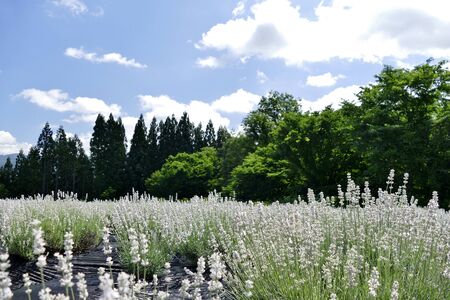 "Lavender Garden in Misato Town", Misato Town, Akita Prefecture Japanの写真素材