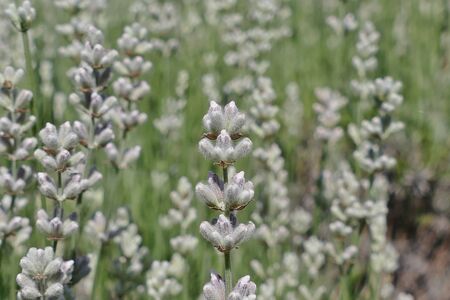 "Lavender Garden in Misato Town", Misato Town, Akita Prefecture Japanの写真素材