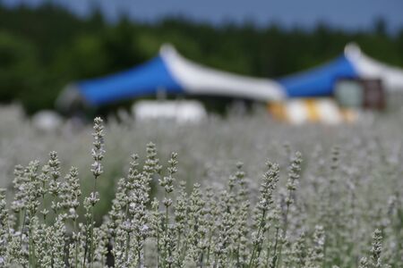 "Lavender Garden in Misato Town", Misato Town, Akita Prefecture Japanの写真素材