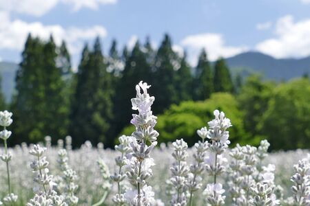 "Lavender Garden in Misato Town", Misato Town, Akita Prefecture Japanの写真素材