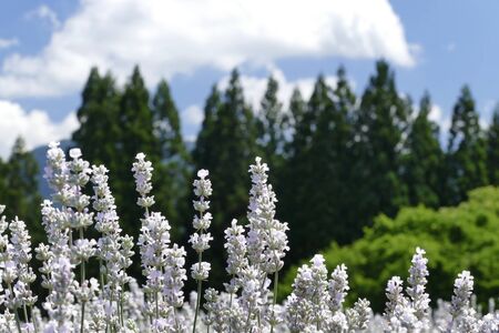 "Lavender Garden in Misato Town", Misato Town, Akita Prefecture Japanの写真素材