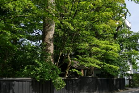 "Summer in Kakunodate", Senboku City, Akita Prefecture Japanの写真素材