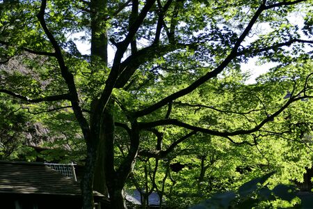 ã"Summer in Kakunodate", Senboku City, Akita Prefecture Japanの写真素材