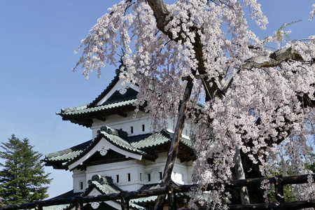 Cherry Blossoms in Hirosaki Park, Hirosaki City, Aomori Prefectureのeditorial素材