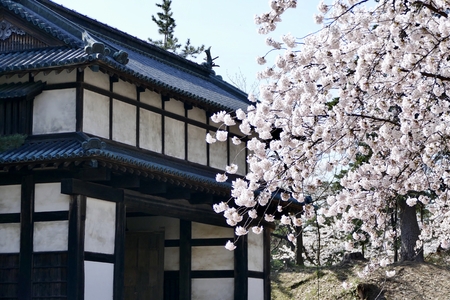 Cherry Blossoms in Hirosaki Park, Hirosaki City, Aomori Prefectureのeditorial素材