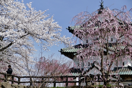 Cherry Blossoms in Hirosaki Park, Hirosaki City, Aomori Prefectureのeditorial素材