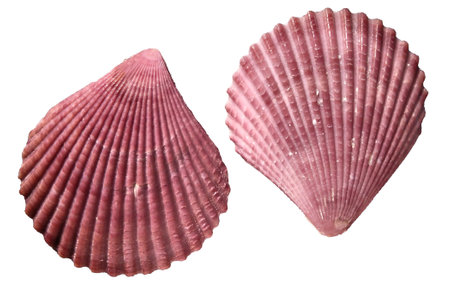 Top view of purple scallop seashells isolated on transparent background, ocean, sea, beach, summer...