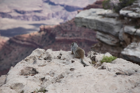 grand canyon wild lifeの写真素材