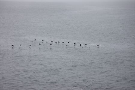 birdsの写真素材