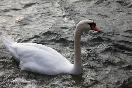 swanの写真素材