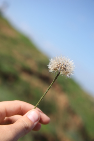 flower close upの写真素材