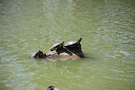 turtles under the sunの写真素材