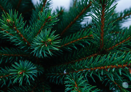 Green spruce branches closeup. Christmas background with fir branches.の素材