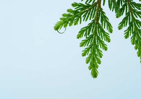 Green branch of thuja on a blue background close-upの素材