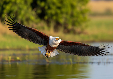 African Fish Eagle (Haliaeetus vocifer) in flightの素材