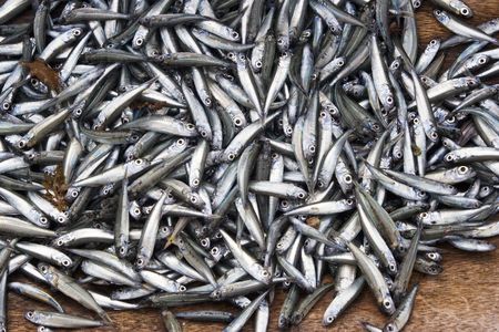 Bumper harvest of a group of Anchovy fishes.