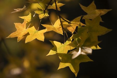 Maple leaves taken during the autum (Acer Truncatum Bunge).の写真素材