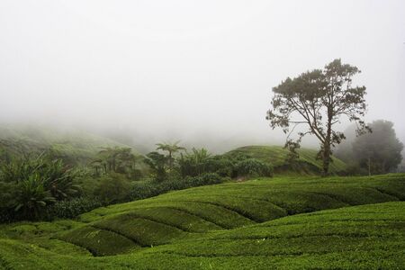 Tea plantation in Cameraon Highland at Malaysia.の写真素材