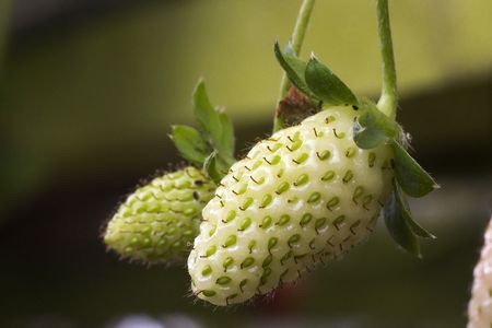 An unripe green strawberry in the farm.の写真素材