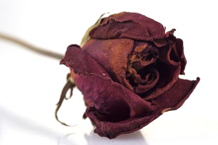 A withered red rose in white background.の写真素材