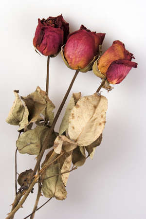 Some withered red rose in white background.の写真素材