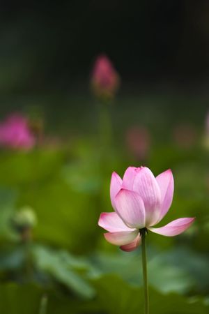 Blooming pink water lily in the pond.の写真素材