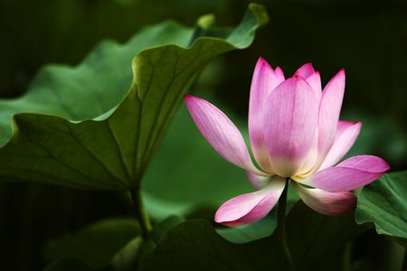 Blooming pink water lily in the pond.の写真素材