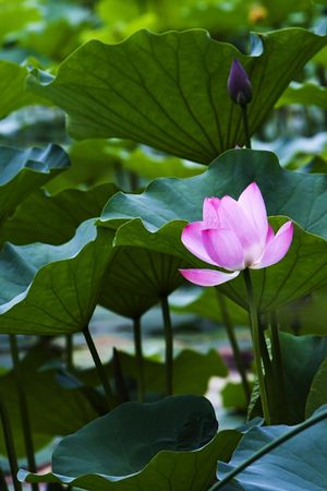 Blooming fresh water lily in the pond.の写真素材
