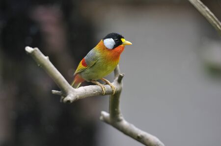 Colorful birdの写真素材